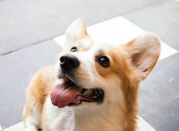 Illustration de l'article : 10 races de chiens considérées comme les plus enclines à l'apprentissage